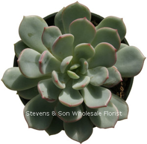 Echiveria_elegans.jpg
