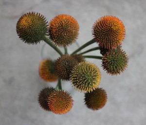 Ecinacea Pod, Photo Credit Allison Linder