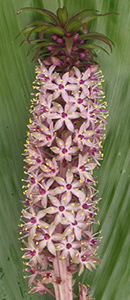 Eucomis-Lily-04