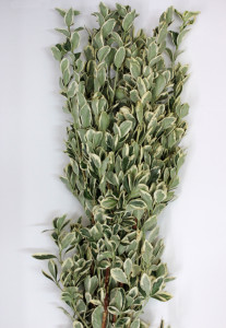 Euonymous - Variegated