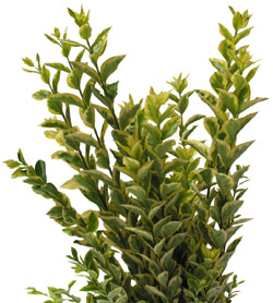 Euonymous_Foliage