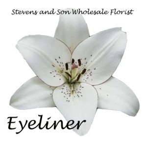 Eyeliner
