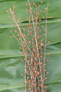 Flax