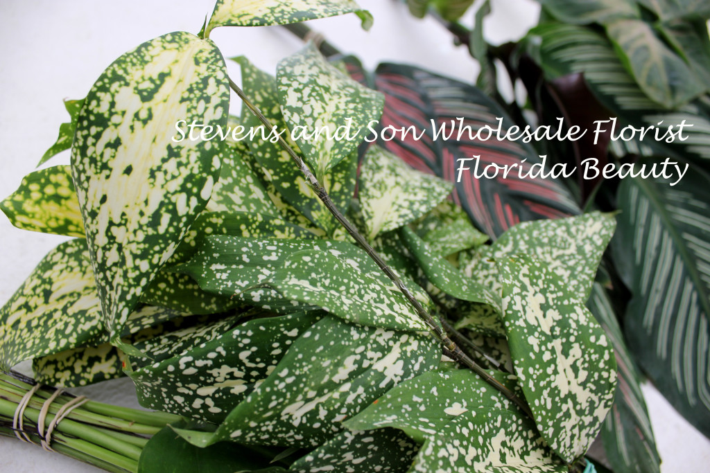 Florida Beauty Photo Courtesy Allison Linder