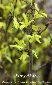 Forsythia Photo Courtesy Allison Linder