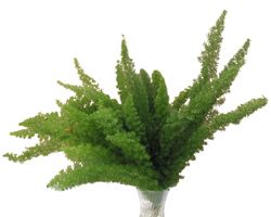 Foxtail Fern | Stevens and Son Wholesale Florist