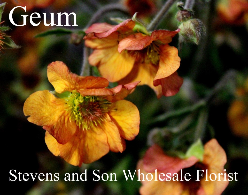Geum - Photo Credit Allison Linder
