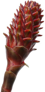 Ginger-Kiss-of-Death