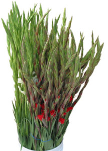 Gladiolus