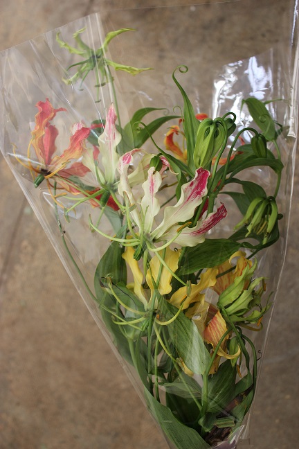 Gloriosa Vine 1