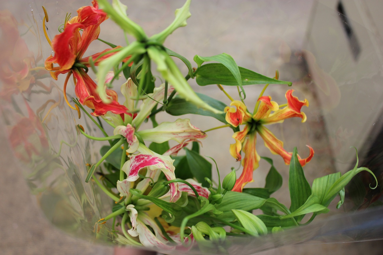 Gloriosa Lily Stevens and Son Wholesale Florist