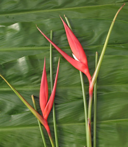 Heliconia_Christmas