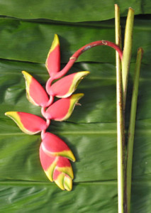 Heliconia_Hanging