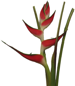 Heliconia_Lobster_Claw
