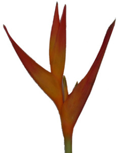 Heliconia_Tropic_Fluer
