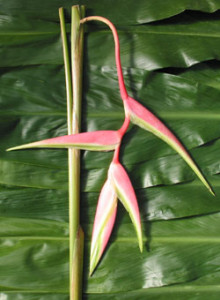 Heliconia_chartarea_SexyPink