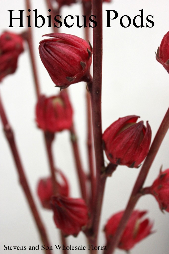 Hibiscus - Photo Credit Allison Linder