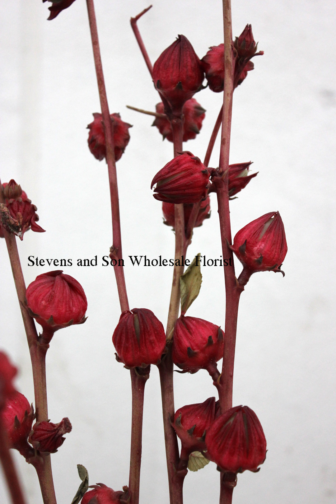 Hibiscus Pods Stevens and Son Wholesale Florist