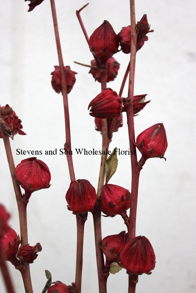 hibiscus-pods-1-photo-credit-allison-linder