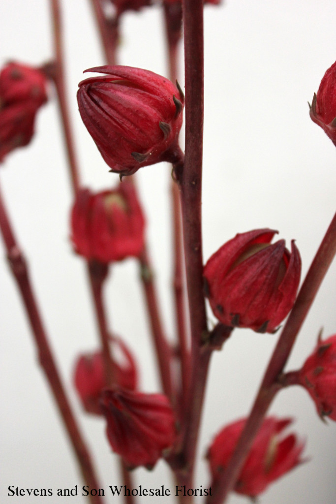 hibiscus-pods-2-photo-credit-allison-linder