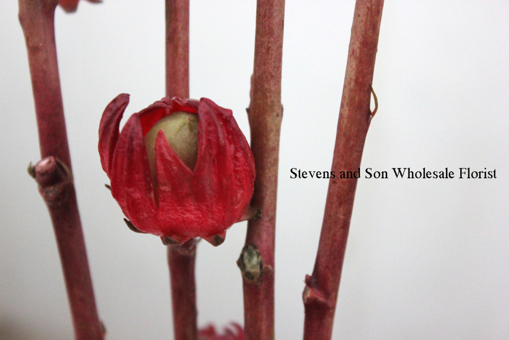 hibiscus-pods-3-photo-credit-allison-linder