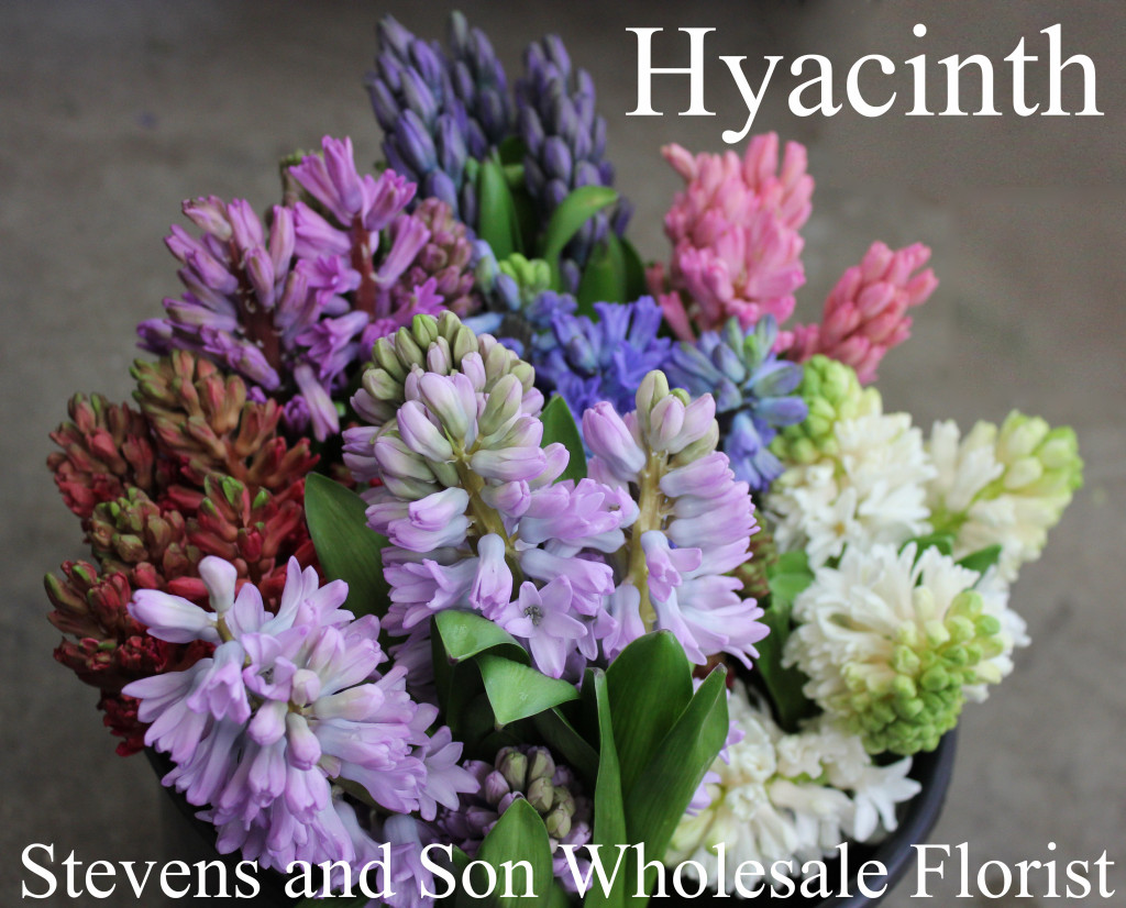 Hyacinth - Group - Photo Credit Allison Linder