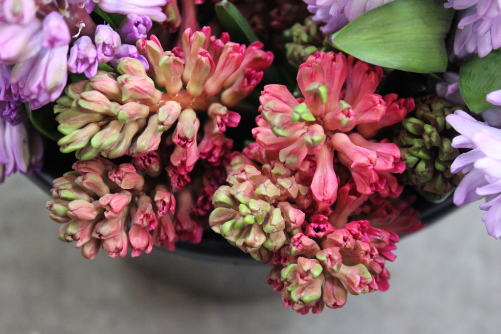 Hyacinth Hot Pink - Photo Credit Allison Linder