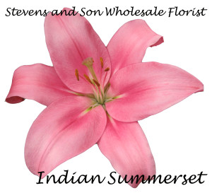 Indian Summerset
