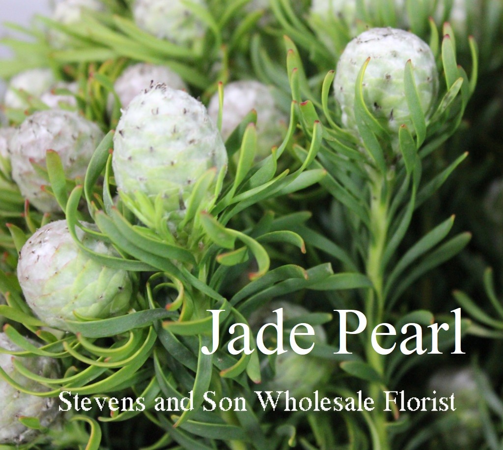 Jade Pearl Leucadendron - Photo Credit Allison Linder