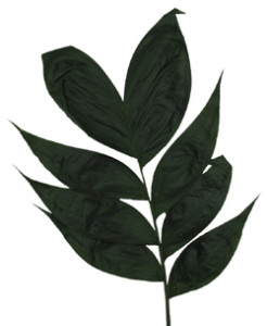 Jade_Wide