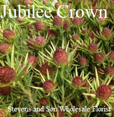 Jubilee Crown Leucadendron - Photo Credit Allison Linder