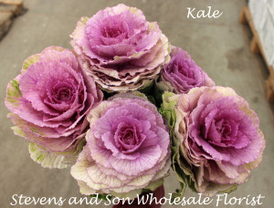 Kale 1 Photo Courtesy Allison Linder
