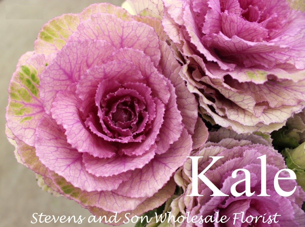 Kale-2-Photo-Courtesy-Allison-Linder-1024x762