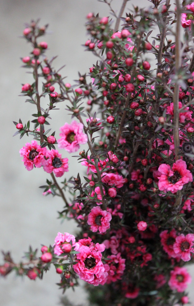 Lepstospermum - Detail - Photo Credit Allison Linder