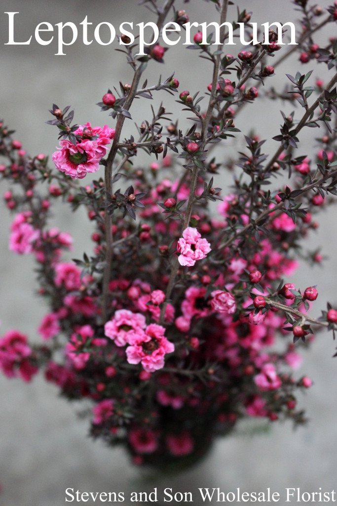 Leptospermum Labeled- Photo Credit Allison Linder copy
