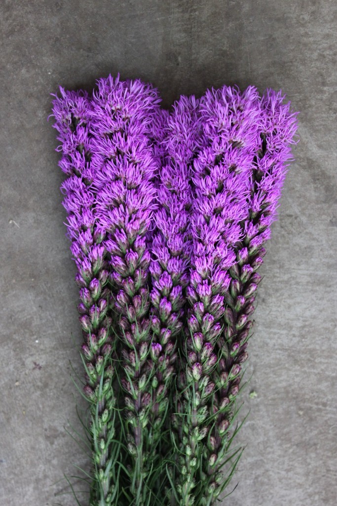 Liatris Stevens and Son Wholesale Florist