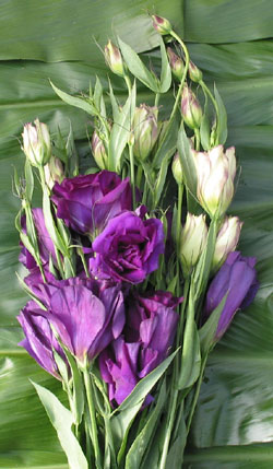 Lisianthus_Purple