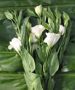 Lisianthus_White