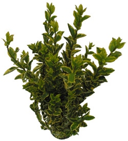 Lugustrum