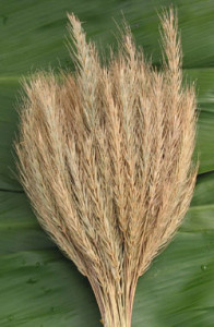 Mexican_Wheat