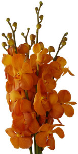Mokara-Buffalo-Orange_Thumb