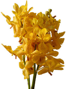 Mokara-Yellow