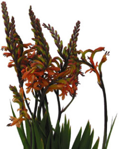 Montbretia