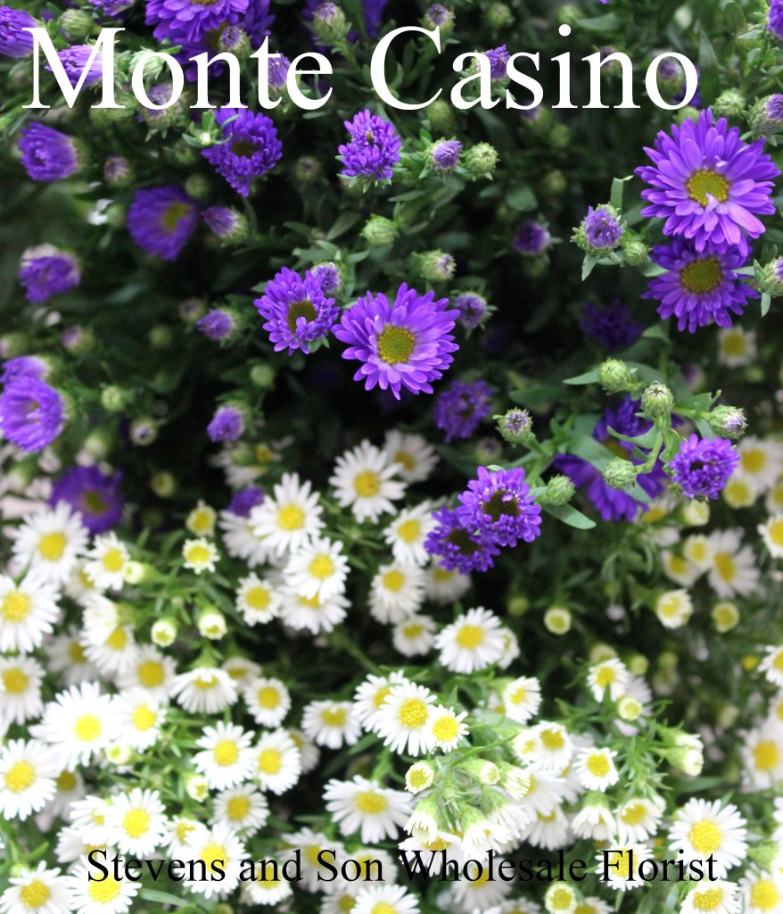 Monte Casino - Photo Credit Allison Linder