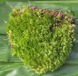 Mood_Moss