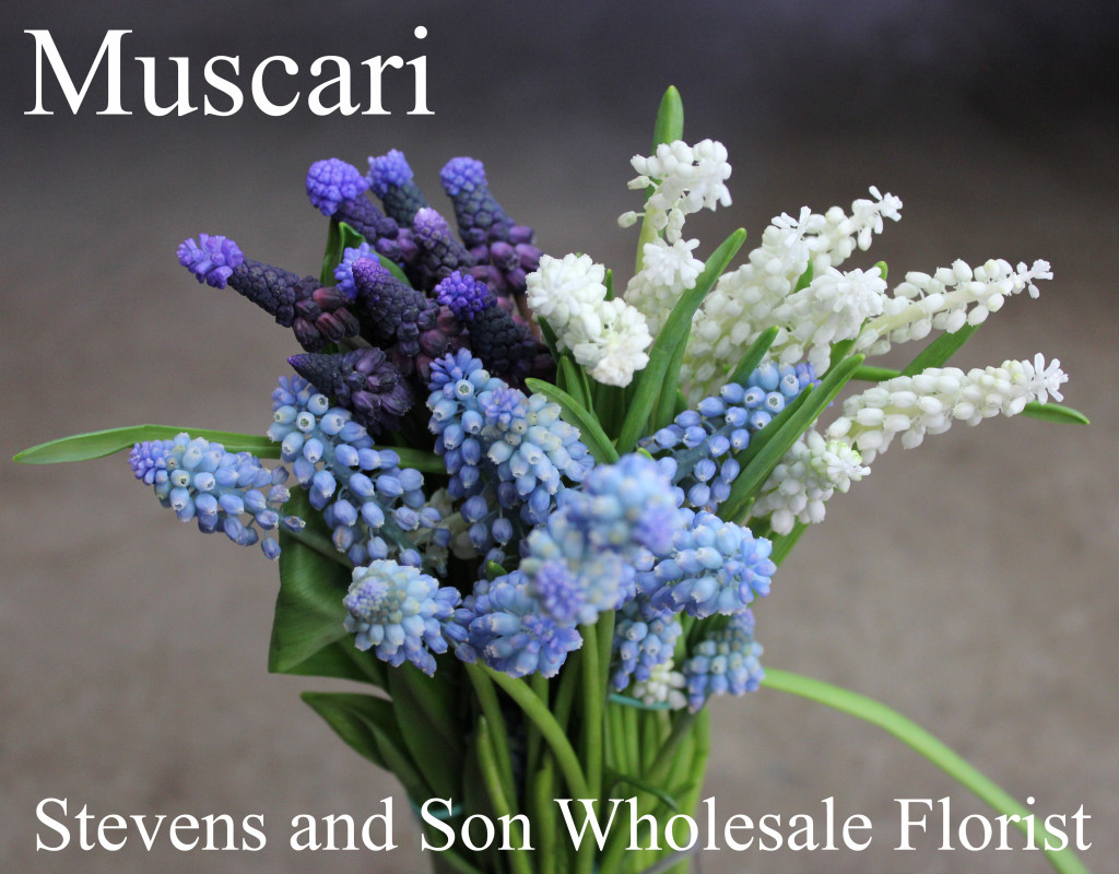 Muscari - Group Labeled - Photo Credit Allison Linder