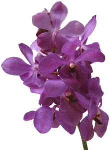 Orchid_Aranda