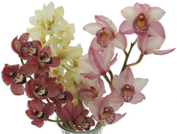 Orchid_Cymbidium