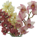Orchid_Cymbidium