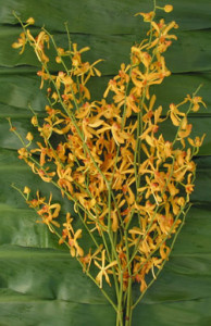 Orchid_James_Storei_Yellow